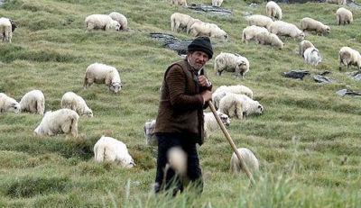 real-shepherd